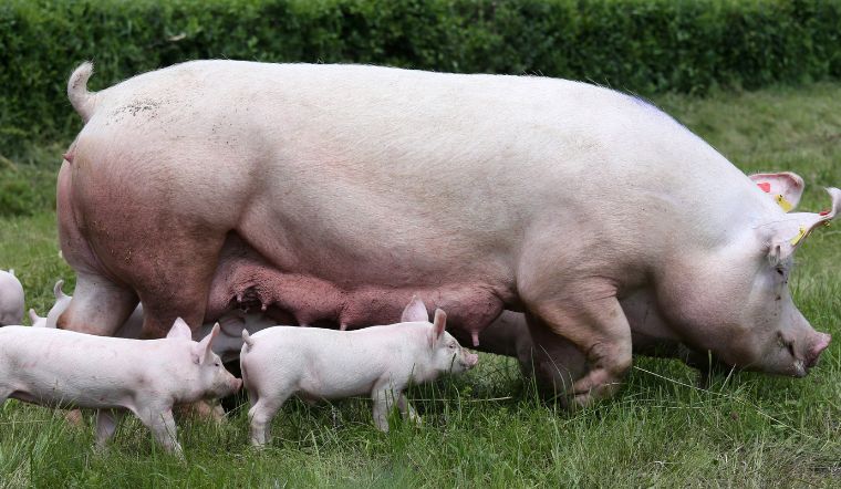 Giá heo hơi hôm nay 15/10: Liên tiếp giảm, cao nhất 66.000 đồng/kg