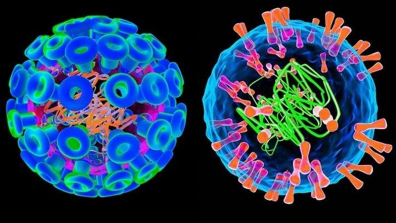 Virus herpes simplex 1 và 2