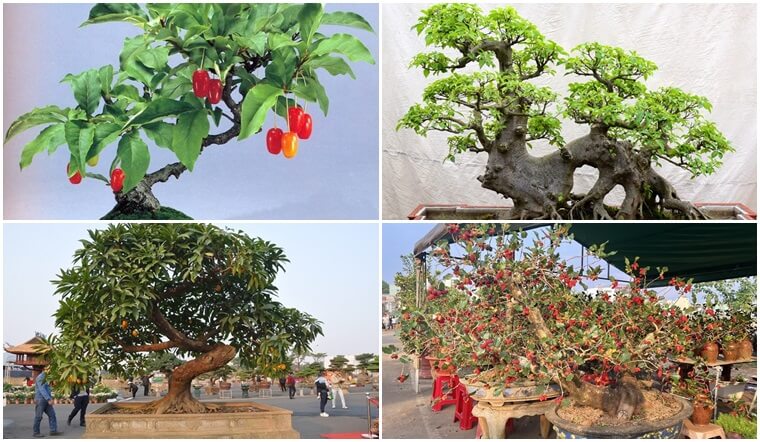 Top 10 cây ăn quả vào chậu làm bonsai dáng đẹp, rước tài lộc vào nhà 