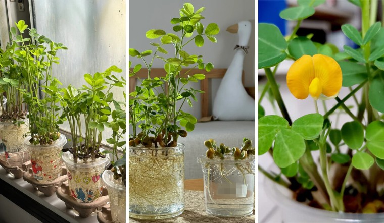 Phương pháp trồng đậu phộng thủy canh siêu dễ, vừa đẹp vừa độc đáo