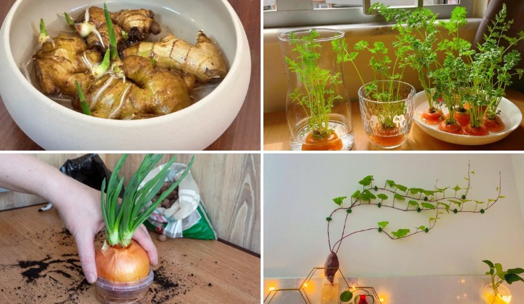 Tận dụng 10 củ hỏng này để trồng thủy canh siêu đẹp