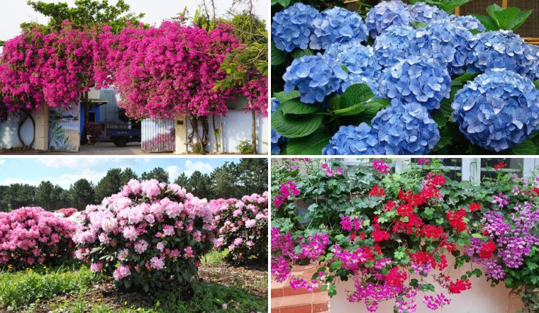 10 loại cây này cần được cắt tỉa trước mùa đông để sang năm mở hoa rực rỡ