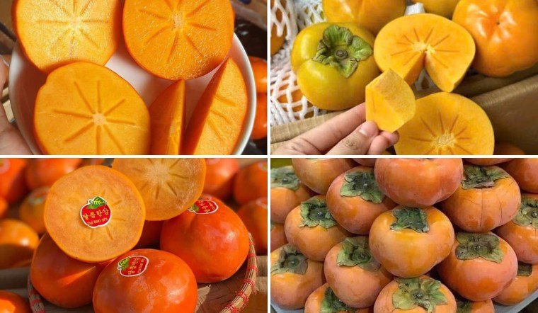 Hồng mật Vân Sơn: Đặc điểm, cách chọn, giá hồng mật Vân Sơn