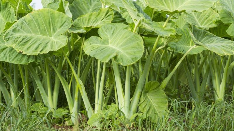 Lợi ích của dọc mùng với sức khỏe bà bầu