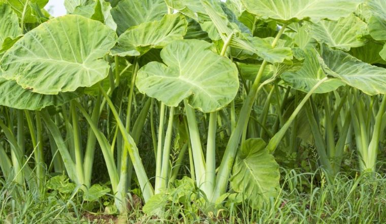 Bà bầu có ăn được dọc mùng không? Những lưu ý khi bà bầu ăn dọc mùng