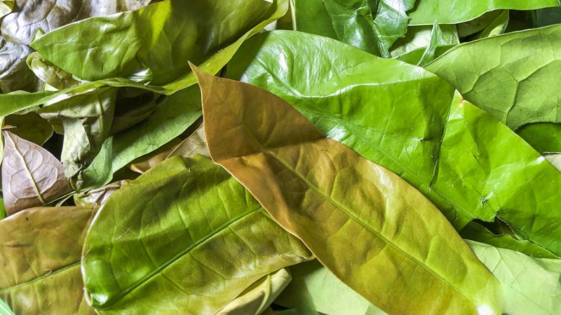 Giá trị dinh dưỡng của rau nhíp