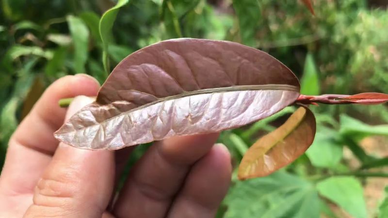 Những món ăn ngon từ rau nhíp