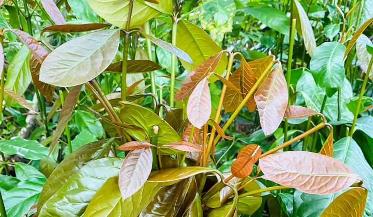 Rau nhíp là gì? Những món ăn ngon từ rau nhíp