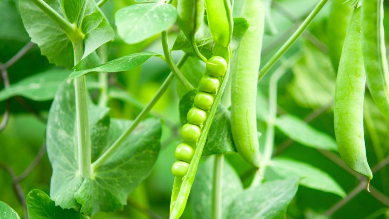 Món ngon từ đậu Hà Lan tốt cho bà bầu