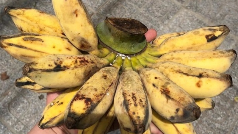 Mua nải chuối chín già