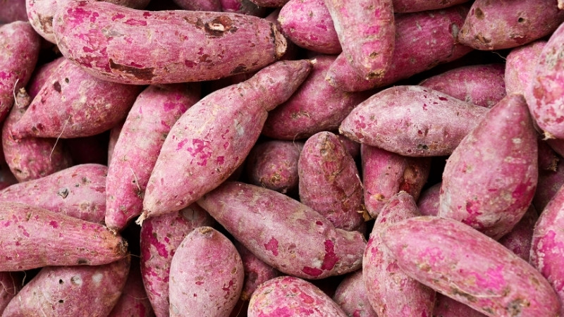 Chọn khoai lang cỡ trung bình, đừng to quá
