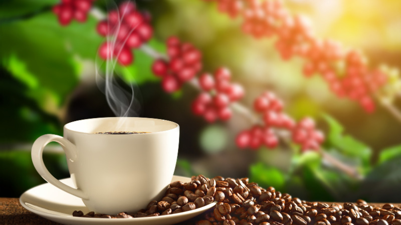 Uống tối đa một tách cà phê mỗi ngày Uống tối đa một tách cà phê mỗi ngày