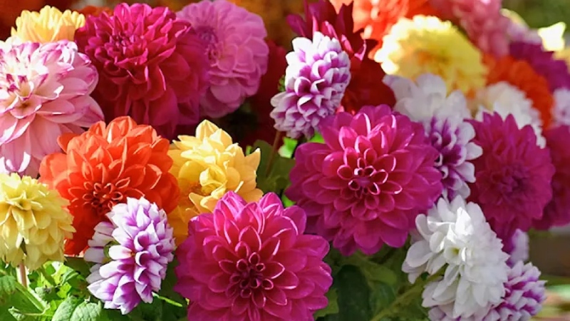 Hoa thược dược