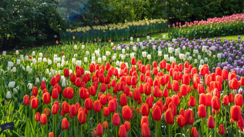 Hoa tulip