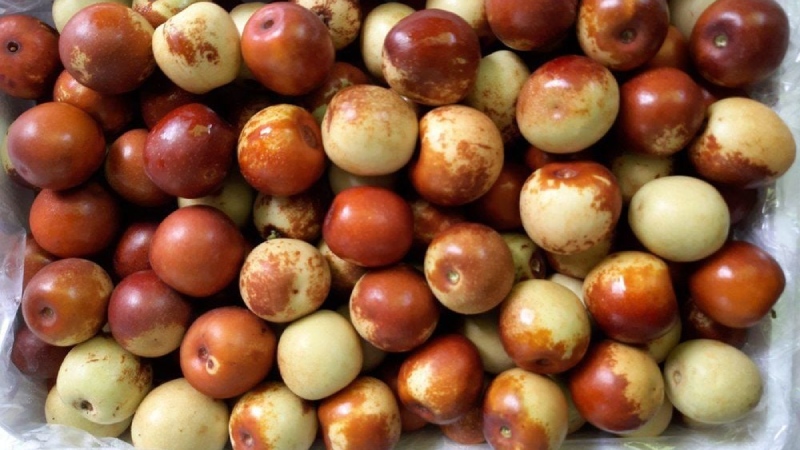 Cách bảo quản hồng táo