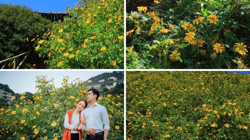 Tam Đảo (Vĩnh Phúc) Tam Đảo (Vĩnh Phúc)