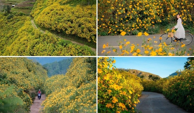 Ngắm hoa dã quỳ cuối năm cực thơ với 7 địa điểm sau