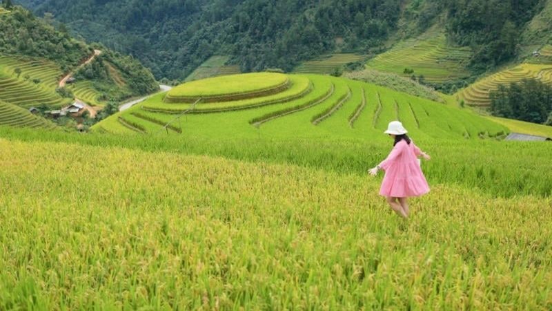 Dang tay đi lại trên cánh đồng lúa