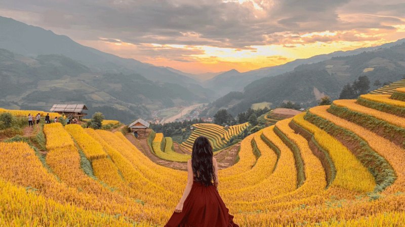 Vào giữa tháng 9, Đồi Móng Ngựa lại khoác lên mình một tấm áo mới với màu vàng rực rỡ Vào giữa tháng 9, Đồi Móng Ngựa lại khoác lên mình một tấm áo mới với màu vàng rực rỡ