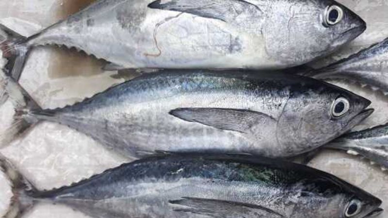 Cá ngừ Cá ngừ