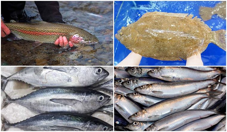 8 loại cá có hàm lượng acid béo omega 3 cao