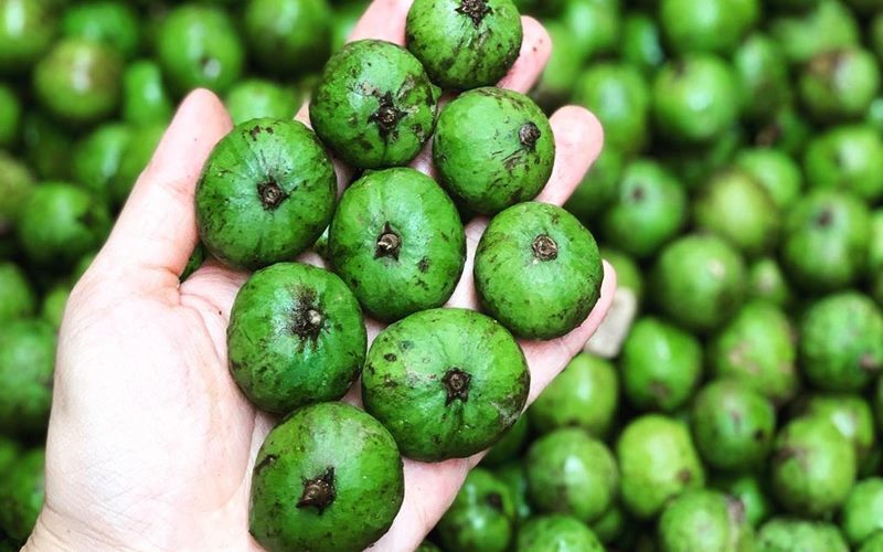 Lợi ích của quả sấu với sức khỏe bà bầu