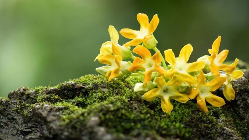 Lợi ích khi bầu ăn hoa thiên lý