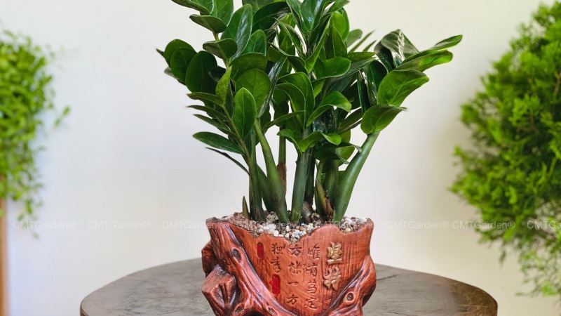 Tưới ít nước, giữ đất khô
