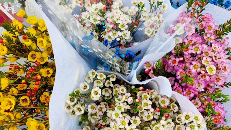 Cắm hoa thanh liễu sẽ giữ được độ bền trong bao lâu? Cắm hoa thanh liễu sẽ giữ được độ bền trong bao lâu?