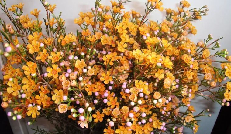 Lưu ngay cách cắm hoa thanh liễu ngày Tết đơn giản, tươi lâu