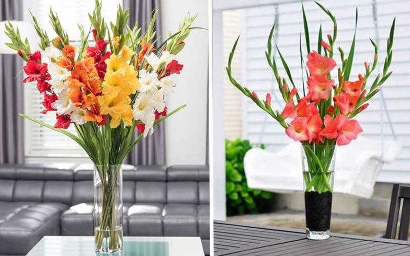 Cách cắm hoa lay ơn đón tài lộc vào nhà
