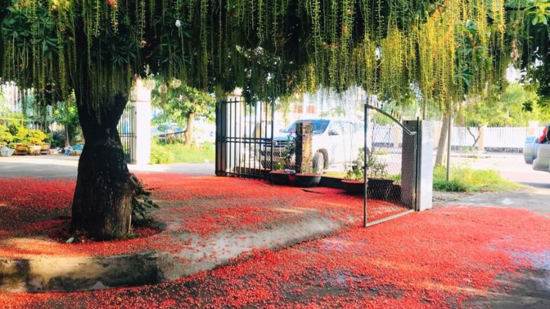 Thời điểm kích thích lộc vừng ra hoa đúng Tết