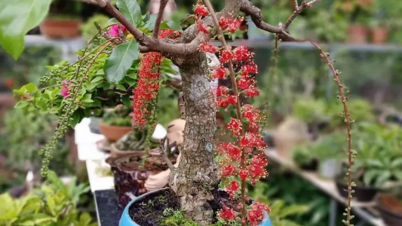 Cách kích thích lộc vừng ra hoa đúng Tết