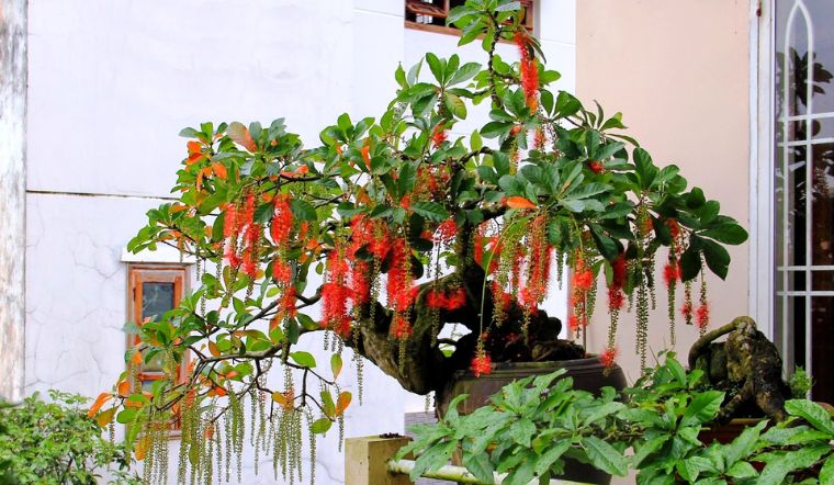 Cách cho lộc vừng ra hoa đúng Tết, nở rộ đẹp mắt
