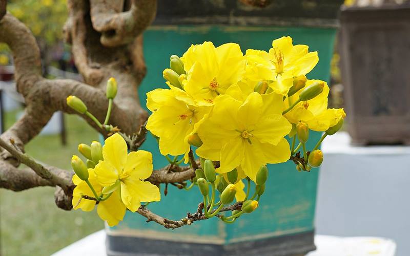 Top 50+ hình ảnh hoa mai Tết Nguyên Đán đẹp và ấn tượng nhất