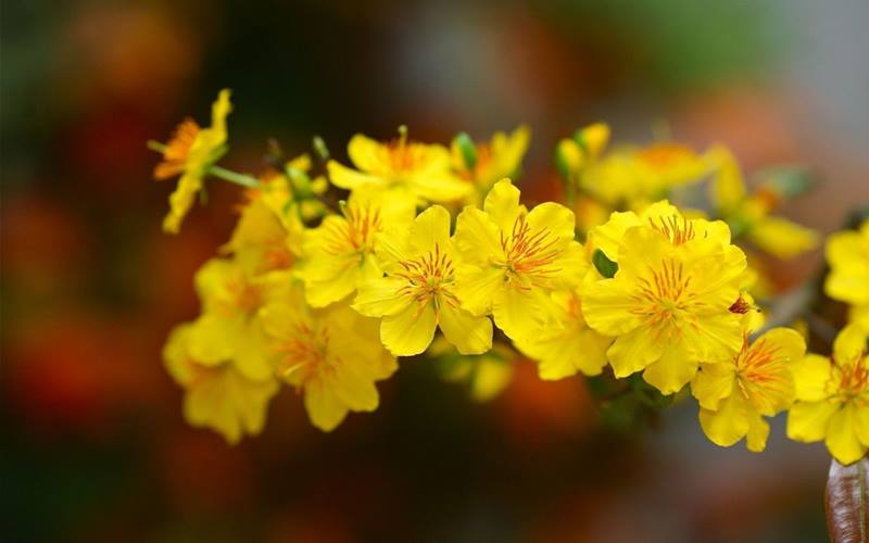 Ý nghĩa hình ảnh hoa mai ngày Tết