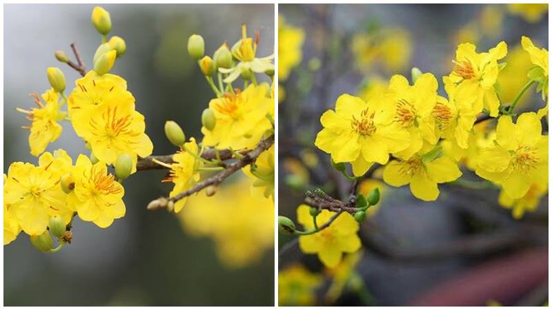 Từng tầng hoa mai nở, đón xuân về đầy ấm áp.