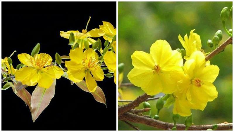 Mai 5 cánh nở đều, báo hiệu năm mới an lành.