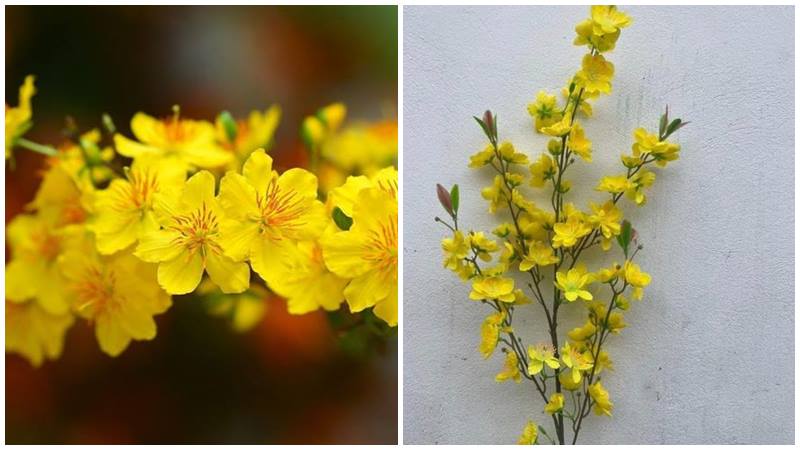 Vẻ đẹp truyền thống của hoa mai 5 cánh rực rỡ.