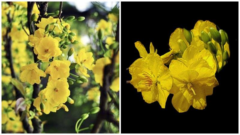 Mai nhiều tầng cánh, gợi sự đầy đủ và trọn vẹn.
