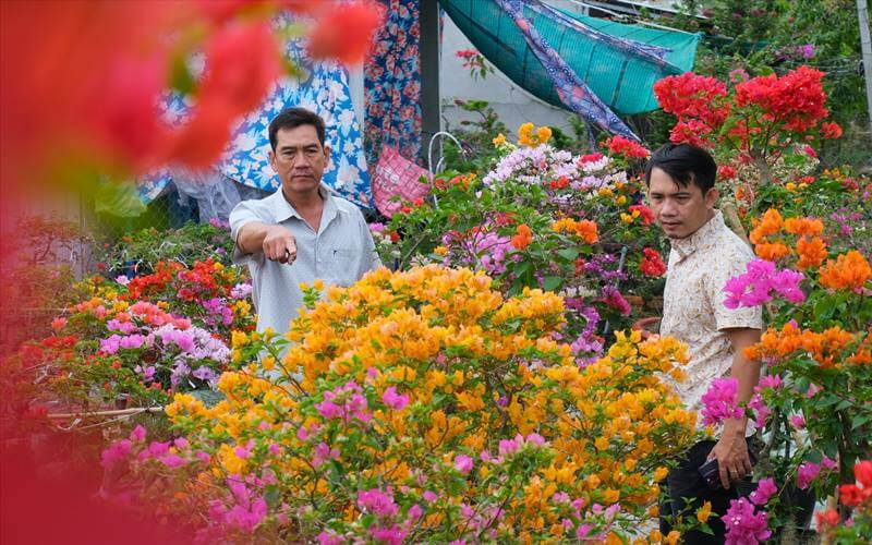 Đôi nét về cây hoa giấy Tết