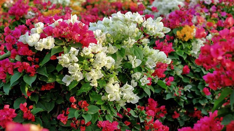 Một số điều cần lưu ý khi chăm sóc hoa giấy Tết