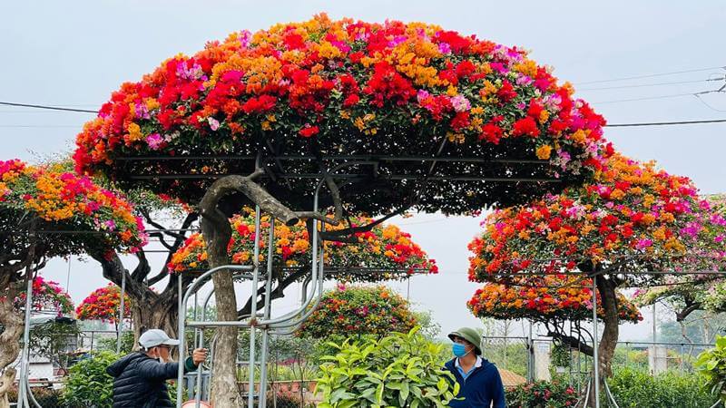Điều kiện cây hoa giấy ra hoa dịp Tết