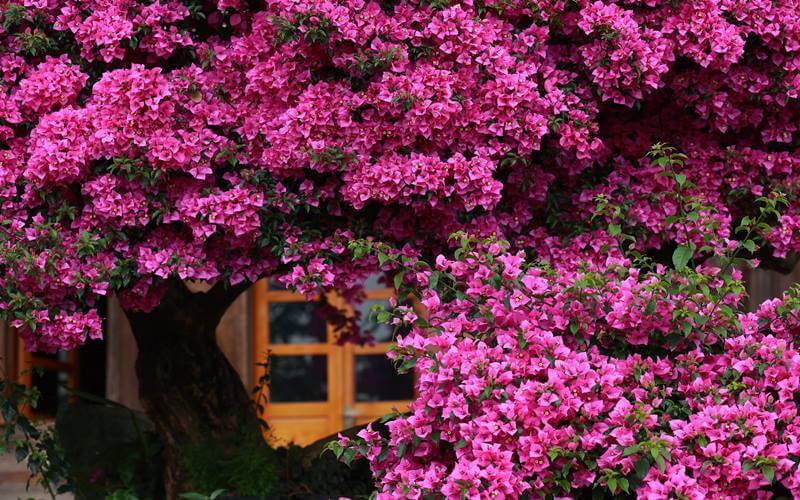 Thời gian lý tưởng để bắt đầu chăm sóc hoa giấy Tết