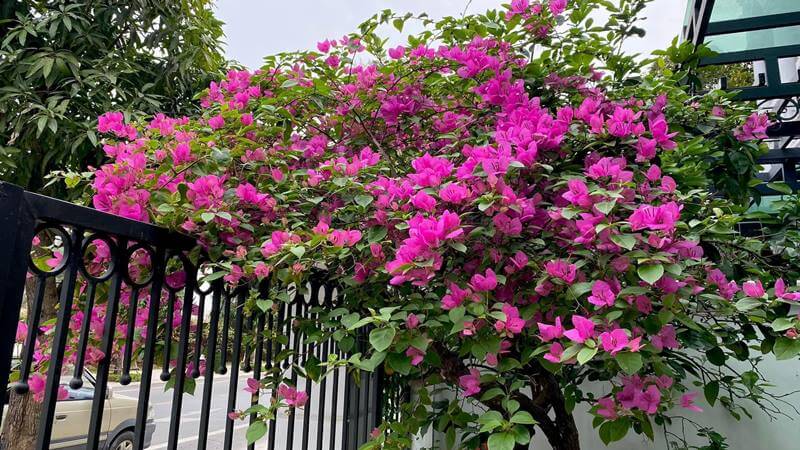 Cách chăm sóc hoa giấy Tết ra hoa đúng dịp