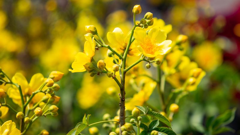 Lời chúc Tết đối tác, khách hàng Lời chúc Tết đối tác, khách hàng