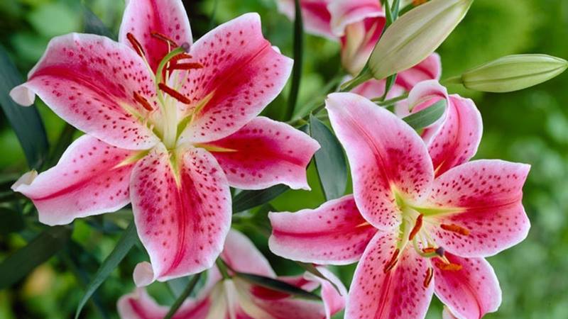 Ý nghĩa của cắm hoa ly ngày Tết