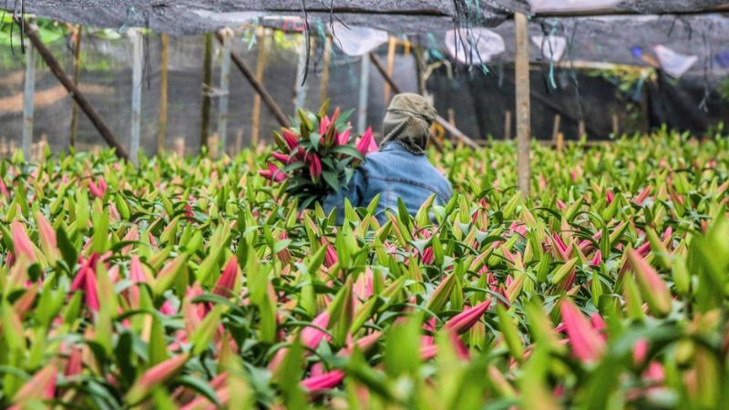 Cách chăm sóc hoa ly nở đúng Tết đơn giản