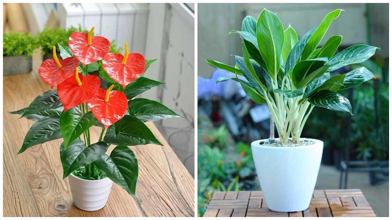 Cây hồng môn có hoa màu đỏ ngọc có thể thu hút may mắn và tài lộc cho người tuổi Tỵ
