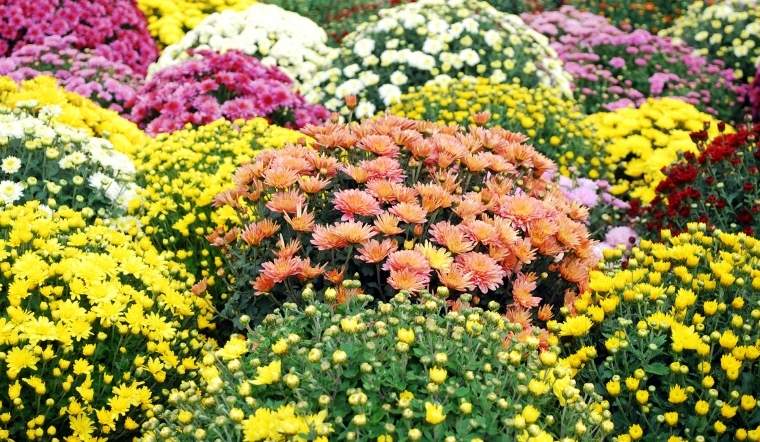 7 loại hoa cúc Tết đẹp, ý nghĩa để chưng vào năm mới  